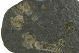 Fossil Ammonite Cluster - Posidonia Shale, Germany #353527-1